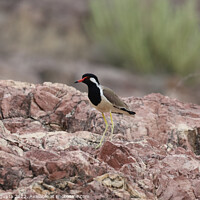 Buy canvas prints of red wattled lapwing by anurag gupta