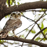 Buy canvas prints of Spotted Owlet by anurag gupta