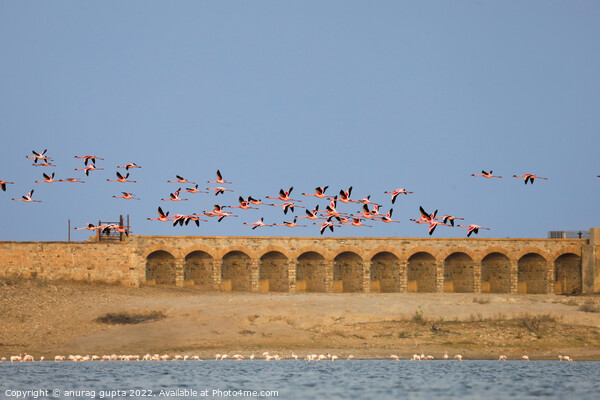 flight of flamingos Picture Board by anurag gupta