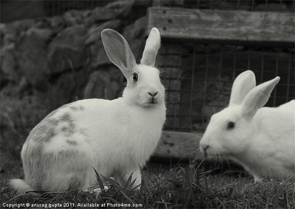 white rabbits Picture Board by anurag gupta