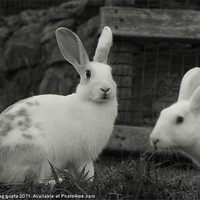 Buy canvas prints of white rabbits by anurag gupta