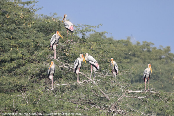 Painted storks Picture Board by anurag gupta