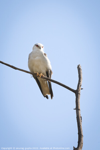 white tailed kite Picture Board by anurag gupta