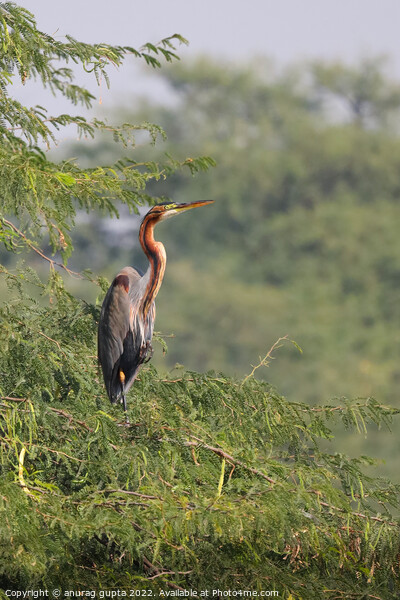 purple heron Picture Board by anurag gupta