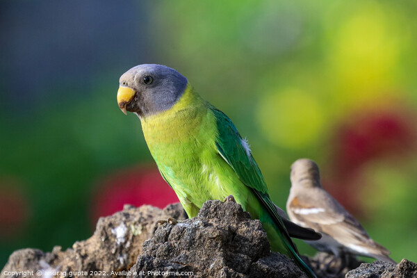 Parakeet Picture Board by anurag gupta