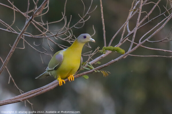 yellow footed green pigeon Picture Board by anurag gupta