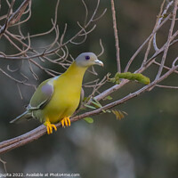 Buy canvas prints of yellow footed green pigeon by anurag gupta