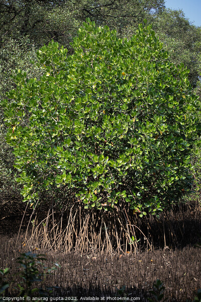 mangrove tree Picture Board by anurag gupta