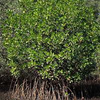 Buy canvas prints of mangrove tree by anurag gupta