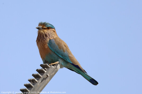 Indian Roller Picture Board by anurag gupta