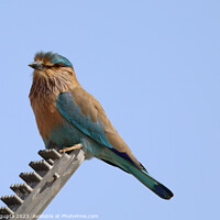 Buy canvas prints of Indian Roller by anurag gupta