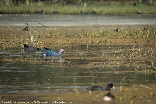 gray headed swamphen Picture Board by anurag gupta