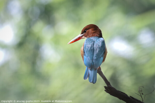 white-throated kingfisher  Picture Board by anurag gupta
