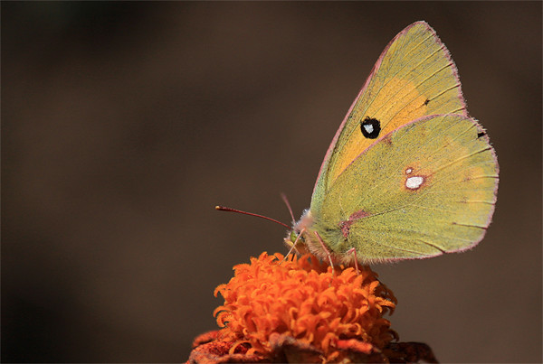clouded yellow butterfly Picture Board by anurag gupta