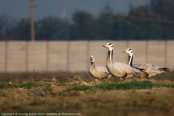 Bar headed goose  Picture Board by anurag gupta