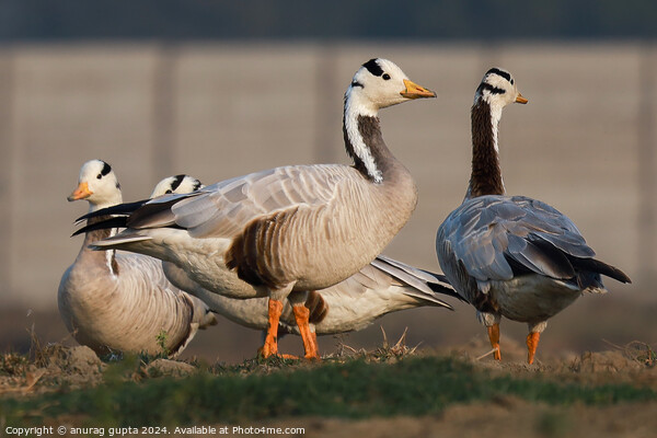 bar-headed geese Picture Board by anurag gupta