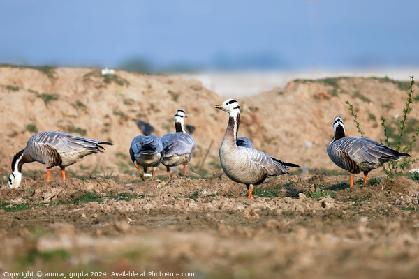 A flock of seagulls standing on grass Picture Board by anurag gupta