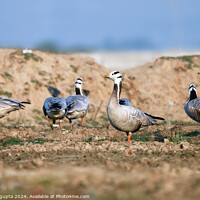 Buy canvas prints of A flock of seagulls standing on grass by anurag gupta