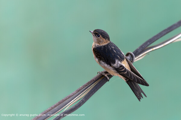 Barn swallow Picture Board by anurag gupta