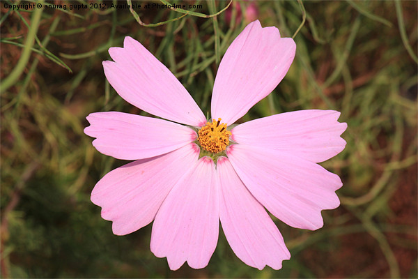 pink cosmos Picture Board by anurag gupta