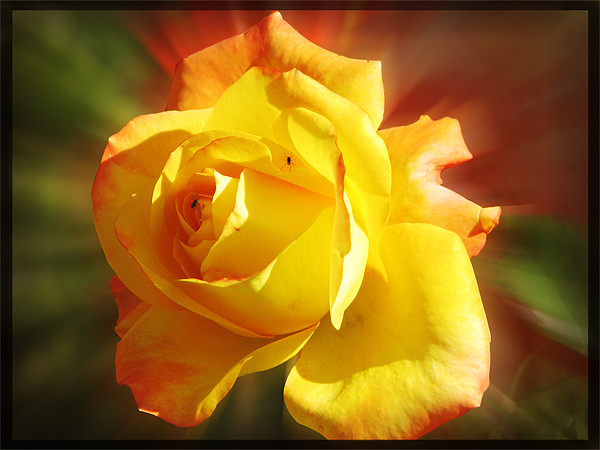 yellow rose Picture Board by anurag gupta