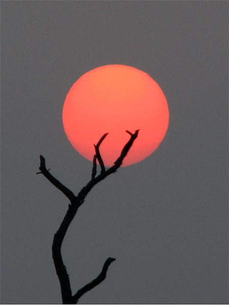 sun at dawn Picture Board by anurag gupta