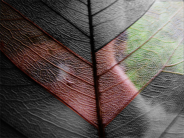 leaf veil Picture Board by anurag gupta