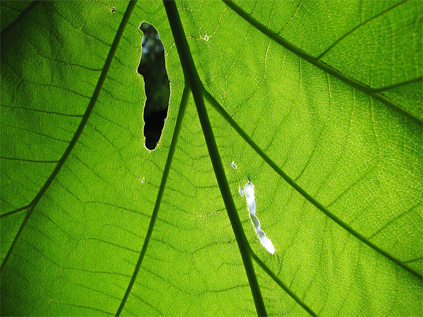 leaf Picture Board by anurag gupta