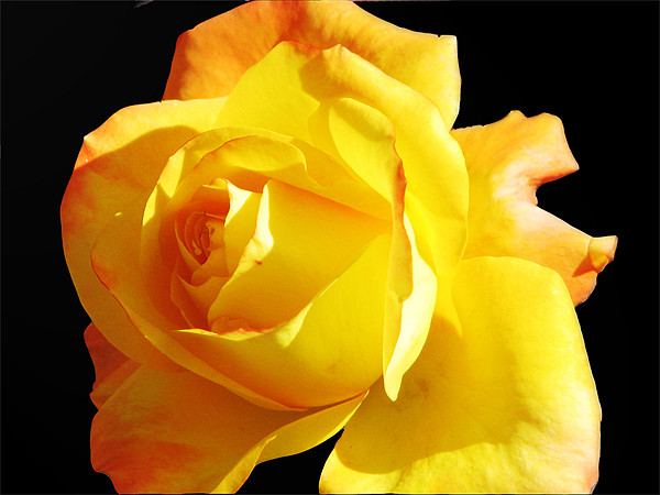 yellow rose Picture Board by anurag gupta