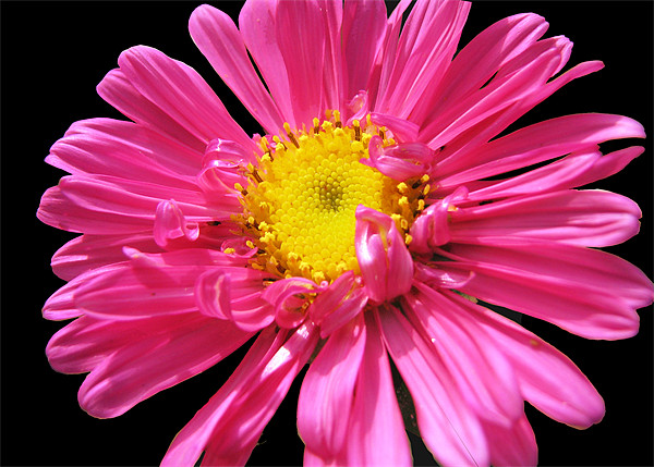 pink flower Picture Board by anurag gupta