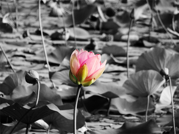 pink lotus Picture Board by anurag gupta