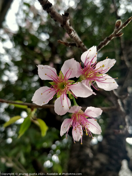 Plum Blossom Picture Board by anurag gupta
