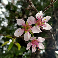 Buy canvas prints of Plum Blossom by anurag gupta