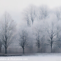 Buy canvas prints of Frost Covered Tree in Petworth Park by Chester Tugwell
