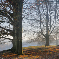 Buy canvas prints of Petworth Park - Trees by Chester Tugwell