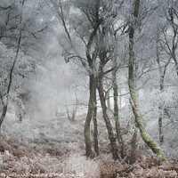 Buy canvas prints of Hoar Frost, Hesworth Common 1 by Chester Tugwell