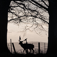 Buy canvas prints of Stag in Petworth Park by Chester Tugwell