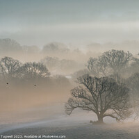 Buy canvas prints of Petworth Park - Winter's Morning  by Chester Tugwell