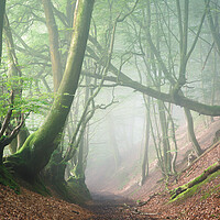 Buy canvas prints of Summer Mist on Black Down by Chester Tugwell
