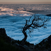 Buy canvas prints of Dead Tree on Pico Ruivo by Chester Tugwell