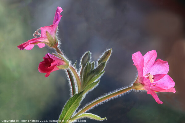 Majestic Great Hairy WillowHerb Picture Board by Peter Thomas