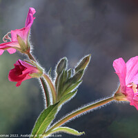 Buy canvas prints of Majestic Great Hairy WillowHerb by Peter Thomas