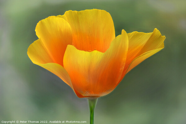 Vibrant California Poppy Picture Board by Peter Thomas