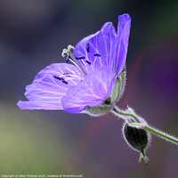Buy canvas prints of Vibrant Blue Meadow Cranesbill by Peter Thomas