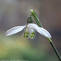 Buy canvas prints of A Delicate White Bloom Snowdrop, by Peter Thomas