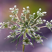 Buy canvas prints of Majestic Wild Carrot in Bloom by Peter Thomas