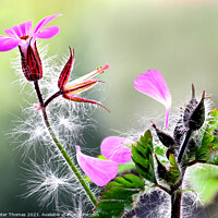 Buy canvas prints of Explosive Pink Ground Cover Herb Robert  by Peter Thomas
