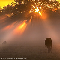 Buy canvas prints of Early morning mist  in the Vale by Peter Thomas