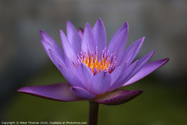 Enchanting Purple Lily Picture Board by Peter Thomas