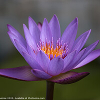 Buy canvas prints of Enchanting Purple Lily by Peter Thomas